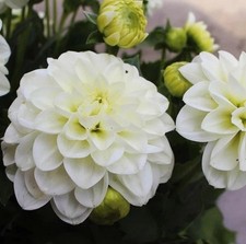 Dahlia maxi lopez for sale  BOSTON
