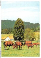 Aqfp14 0998 cavallo usato  Spedire a Italy
