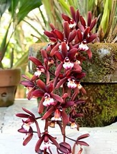 Cymbidium atropurpureum melayu for sale  Stamford