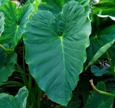 Colocasia esculenta elephant for sale  Kennesaw