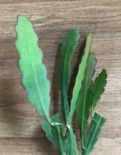 Epiphyllum escondido blattkakt gebraucht kaufen  Sömmerda