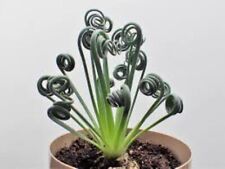 Albuca spiralis seeds for sale Albuca spiralis seeds for sale  TRURO