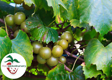 Fry muscadine grape d'occasion  Expédié en Belgium