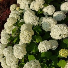 Liscio ortensia anabelle usato  Spedire a Italy