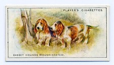 Basset hound players for sale  COLEFORD