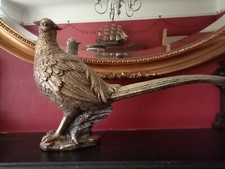 One golden pheasant for sale  BEXHILL-ON-SEA