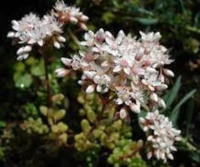 Graines sedum blanc d'occasion  Paris II