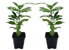 Houseplant arabica coffee for sale  Menifee