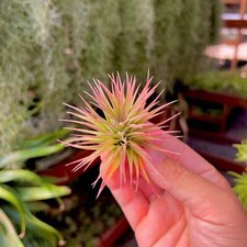 Ionantha fat boy for sale  Vacaville