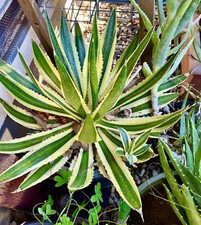 Agave lophantha quadricolor for sale  Sacramento
