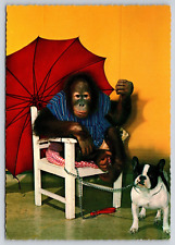 Young dressed orangutan for sale  Richmond