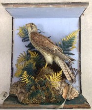 Vintage taxidermy kestrel for sale  BECCLES