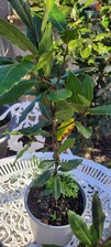 Double bay leaf for sale  WILLENHALL