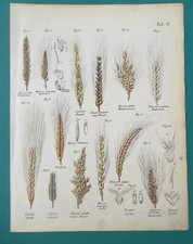 Grains wheat common for sale  Manassas