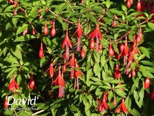 Winterharte fuchsie david gebraucht kaufen  Springe