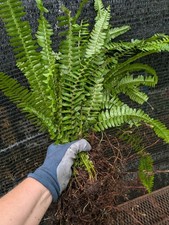 Large boston fern for sale  Punta Gorda