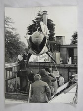 Killer whale ramu for sale  EDINBURGH