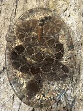 100 genuine diamondback for sale  Clinton