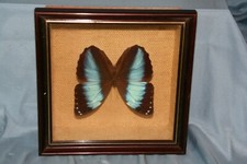 Papillon encadré verre d'occasion  Hyères