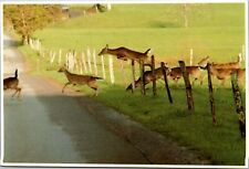 Postcard deer jumping for sale  Eads