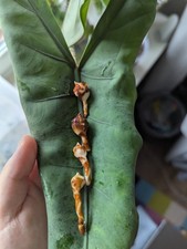 Alocasia tigrina superba gebraucht kaufen  Hitzacker