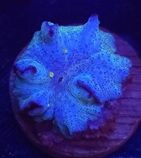 Blue lagoon mushroom for sale  Placentia