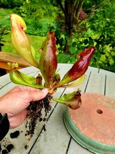 carnivorous plants for sale carnivorous plants for sale North Hampton