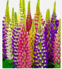 Lupin russel mixed for sale  PORT TALBOT