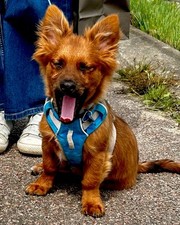 Ruffwear puppy lead for sale  BURY ST. EDMUNDS
