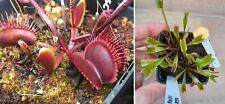 Pianta carnivora dionaea usato  Grumo Appula