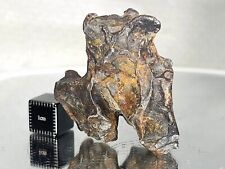 Nwa 14560 pallasite for sale  Eureka