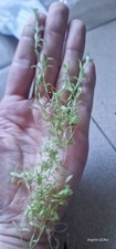 Mix plants rare usato  Baschi
