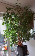 Schöner ficus benjamin gebraucht kaufen Schöner ficus benjamin gebraucht kaufen  Waldbüttelbrunn