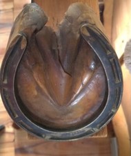 horse hoof for sale horse hoof for sale BRIGHTON