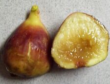 Tall osborne fig for sale  Fremont