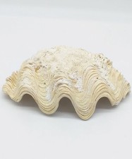 Conchiglia tridacna naturale usato  Riccione
