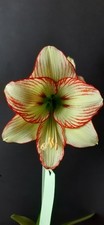 Hippeastrum ratatouille tennyo usato  Bagnoregio