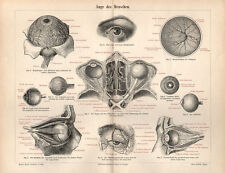 Auge menschen lithographie gebraucht kaufen  Lauenburg/ Elbe