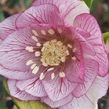Hellebore lily healthy for sale  COCKBURNSPATH