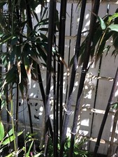 Bamboo root 10 for sale  Sunnyvale