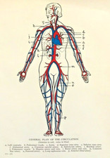 Vintage illustrated diagram for sale  BARNET