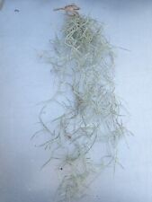 Spanish moss trailing for sale  UK