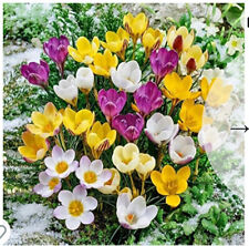 Crocus species mixed for sale  WISBECH