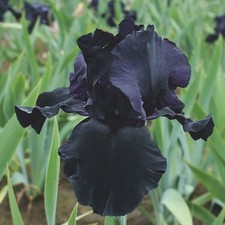 Blackwater iris german for sale  Cashton