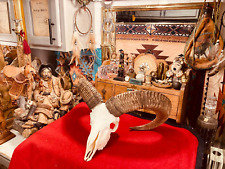 Large ram skull for sale  Mesquite