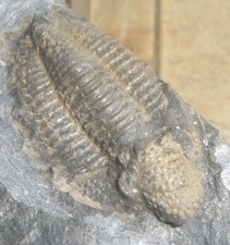 Trilobit karbon gebraucht kaufen  Wuppertal