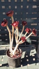 rose succulent for sale rose succulent for sale Corona