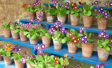 Garden auricula primula for sale  DURHAM