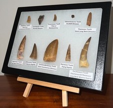 Fossil dinosaur reptile for sale  Wimauma