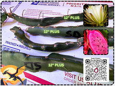Sugar dragon dragon for sale  Fallbrook